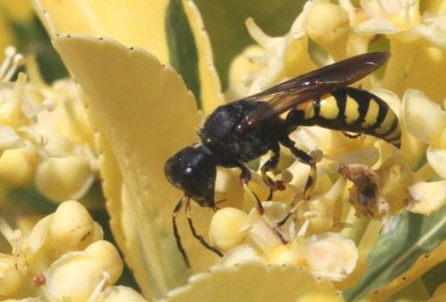 Réf. 286 218 : Ectemnius fossorius